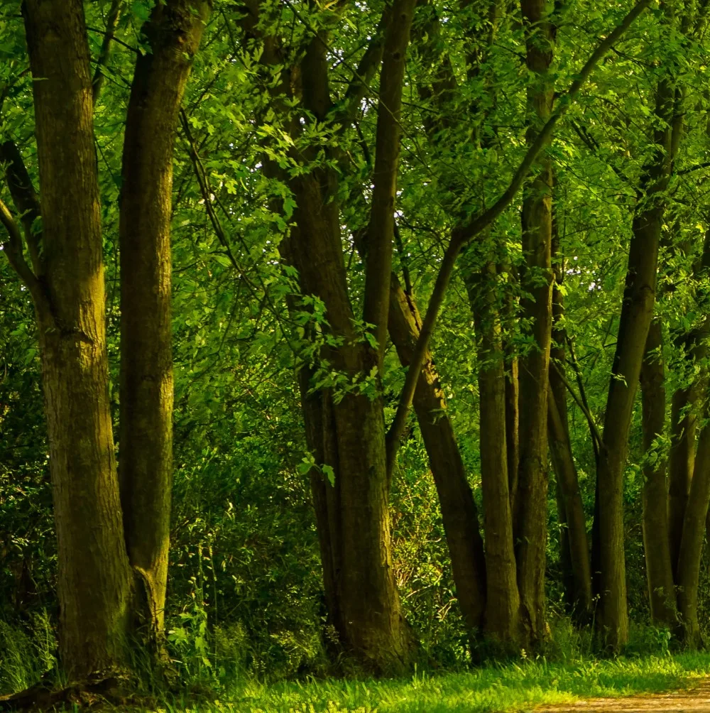 3 панельные холщовые картины настенные для гостиной модульные декоративные