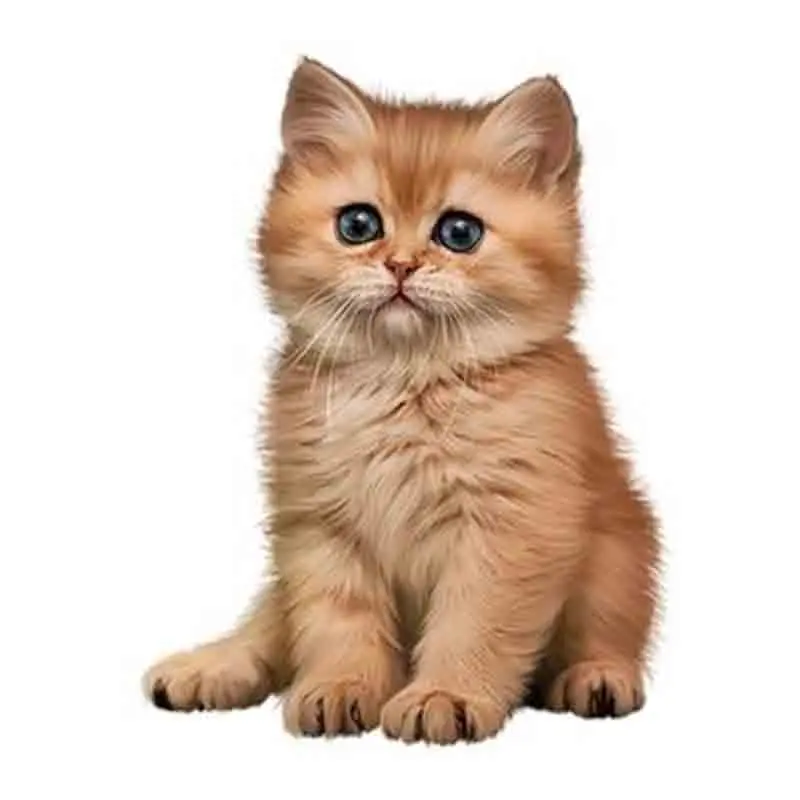 

Kexinzu 5D DIY полный квадратный Круглый Камень алмазная картина вышивка крестиком животное кошка 3D Алмазная вышивка мозаика работа хобби подаро...