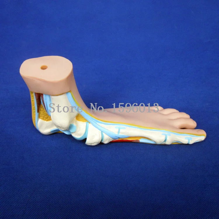 Нормальная плоская и изогнутая модель стопы человеческой 3 шт./компл. | Канцтовары