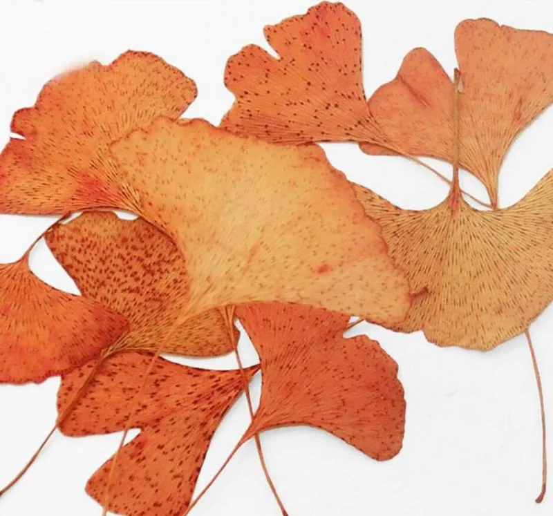100 шт оранжевый прессованный высушенный Ginkgo Biloba Maidenhair лист растения гербарий ювелирные изделия Ремесло Закладка Фото чехол Аксессуары для изготовления