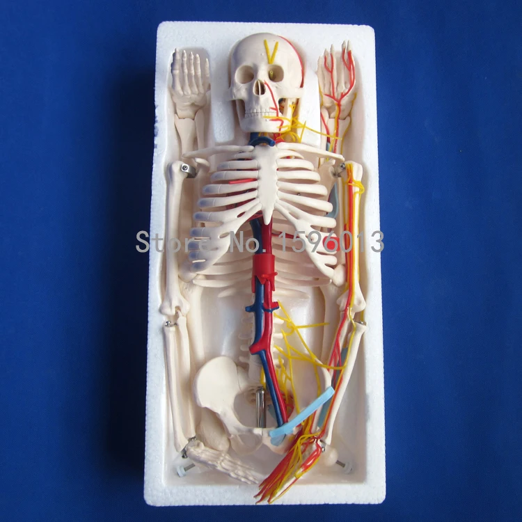 Горячая модель человеческого скелета 85 см с нервами и кровеносными составами |