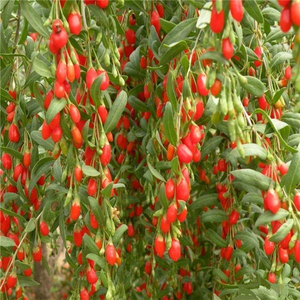 Dried Organic Goji Berry Tea 250g In Bag Gried Fruit China Ningxia Wolfberry Slimming Healthy Benefit Meldar Skin Beauty |