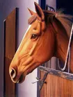 5d diy Алмазная Картина лошадь значок 100% полностью квадратные круглые животные со стразами 3D Алмазная вышивка мозаика украшение для дома