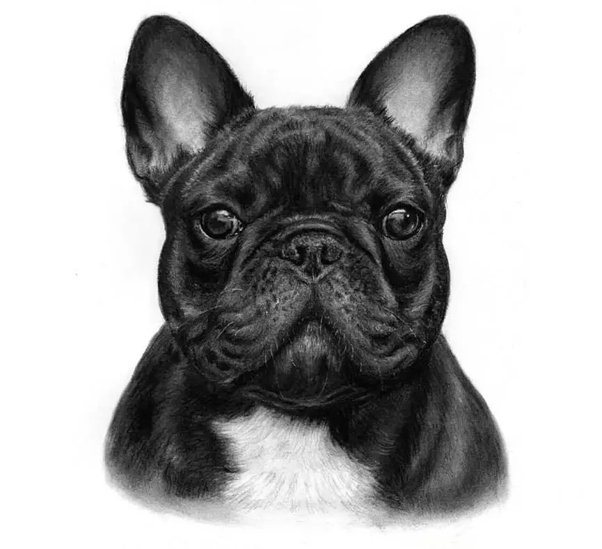 Nova pintura Diamante chegada Francês bulldog animal de cristal contas bordados 5d наборы для вышивки крестом ручная