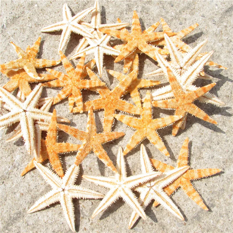 Натуральный раковину звезды Мини Starfish Стекло бутылки микро Пейзаж украшения