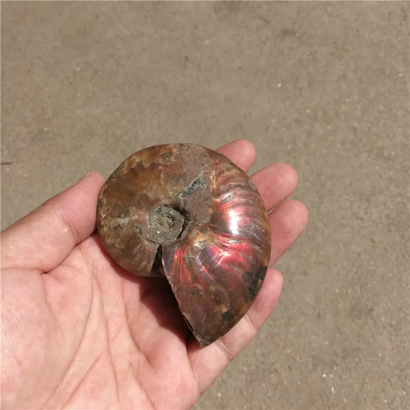 Радуга! 130 г натуральные кончи аммония fossil образцы из Madagascar LA2016|rainbow|specimenrainbow ammonite |