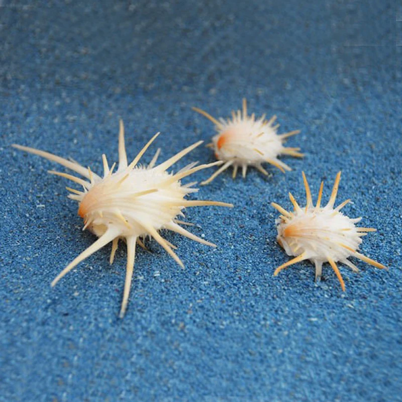 2 шт./лот) маленькие белые туфли Spondylus из натуральной раковины и раковины домашняя декорация микропейзаж украшения
