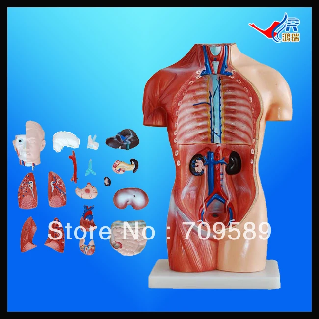 ИСО 42 см секс-Торс с внутренними органы 18 частей модель человеческого анатомии |