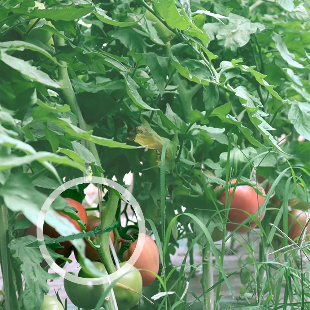 

100PCS Cable Tie Vine Climbing Plant Fixed Buckles Home Reusable Fish Bone Cables For Garden Planting Plant Growth gifts