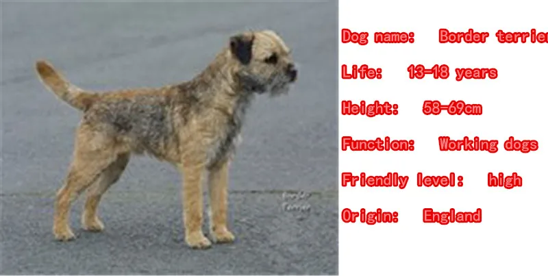 Mdogm Border Terrier собака животные броши и булавки костюм металл маленький отца