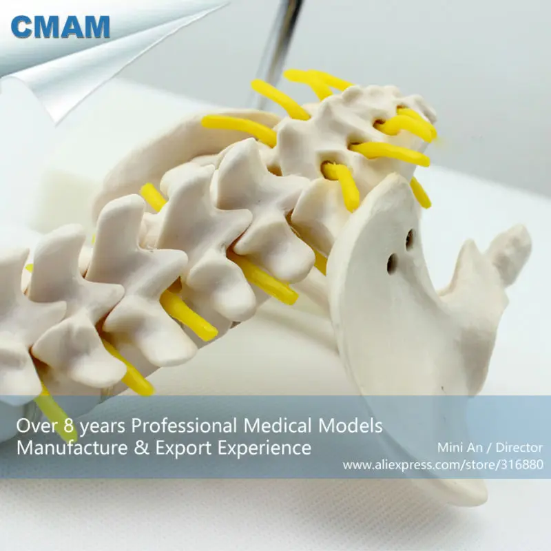 12343/таз мини медицинская анатомическая модель для изучения человека/CMAM|vertebras