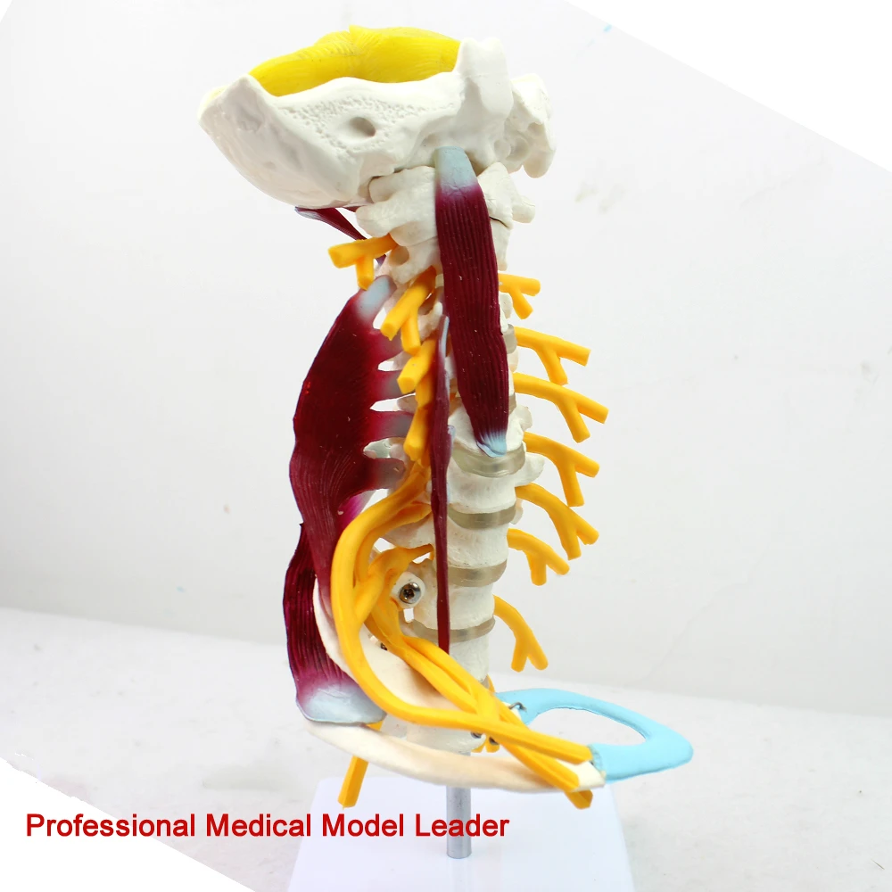 Медицинская модель шейного отдела позвоночника brachial plexus neuromuscular