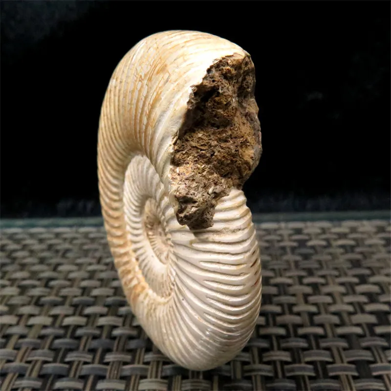 Натуральный палеонтологических ископаемого Ammonoid минеральной геолого учебный