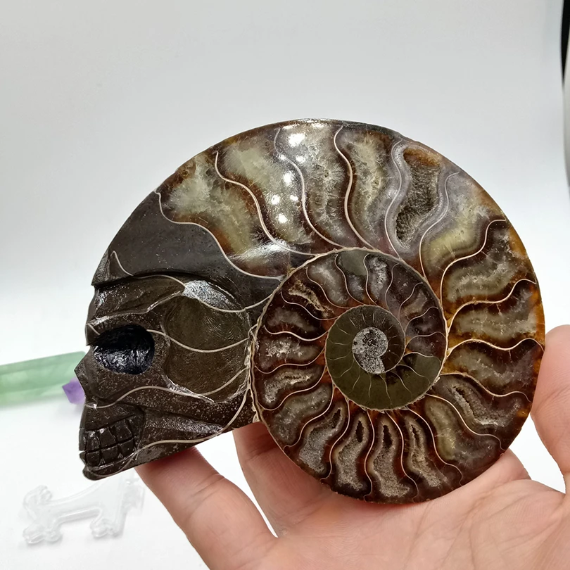 308 граммов высокого качества nautilus раковины резной череп исцеления минеральный