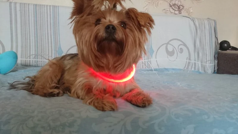 Светящийся ошейник для собак, usb-зарядка, светящийся ошейник для кошек, светодиодный ошейник для собак, аксессуары для маленьких, средних и больших собак