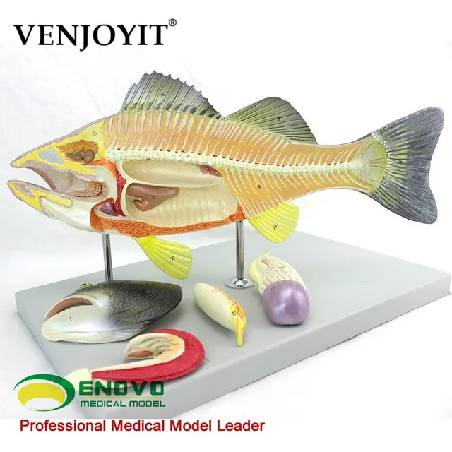 

Fish anatomical model aquaculture professional science teaching experiment model biological animal model