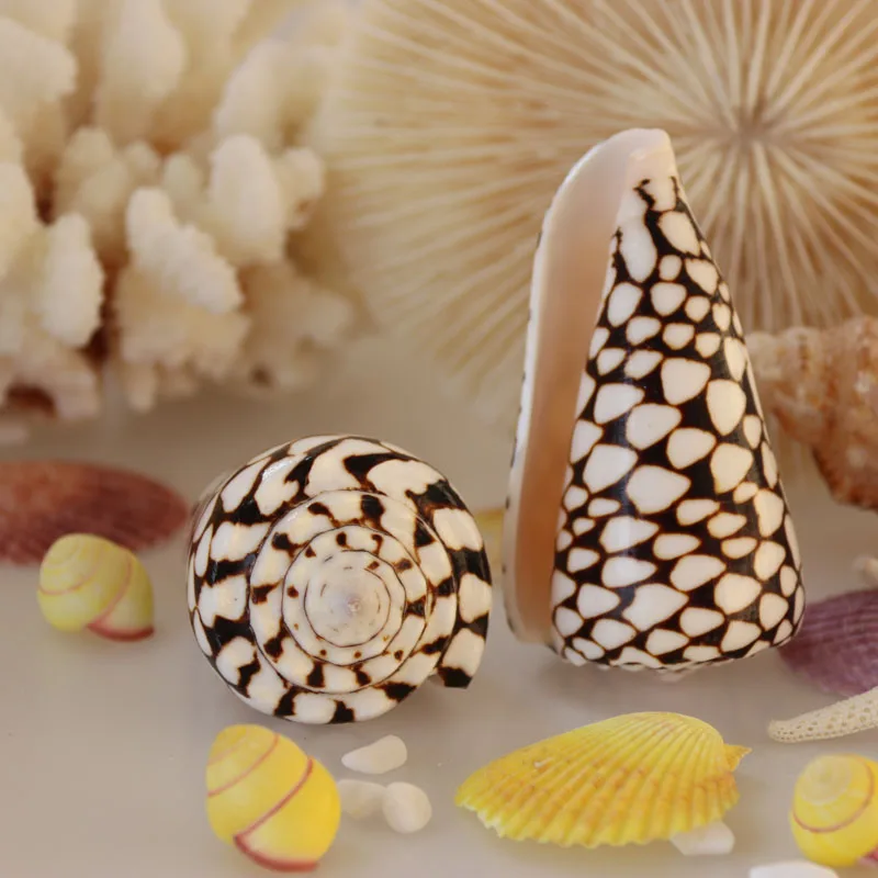 Бесплатная доставка (2 шт./лот) иврит конус натуральная раковина и украшение для