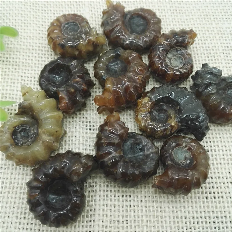 Натуральный Топ &quotкозьего ворса Рог&quot ископаемого винт Природный полированный