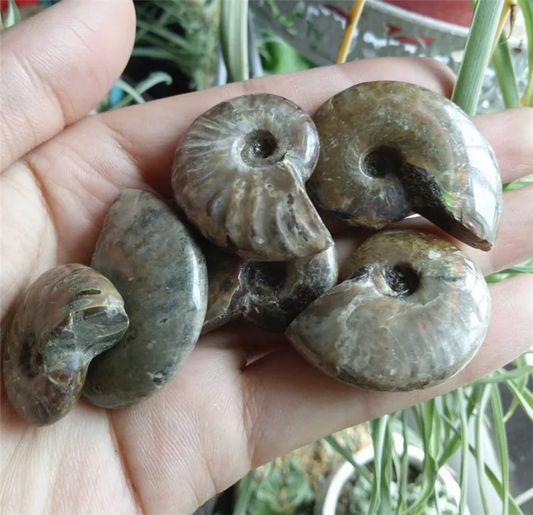 

6pcs natural small fossil conch beautiful fossil crystal shell for gift reiki healing