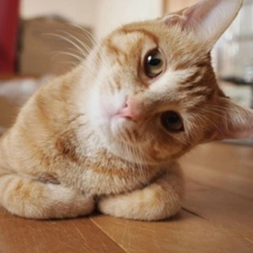 Квадратная вышивка с бриллиантами "Кошачья голова с наклоном", набор для творчества, украшение дома, холстовая вышивка, ZY110.