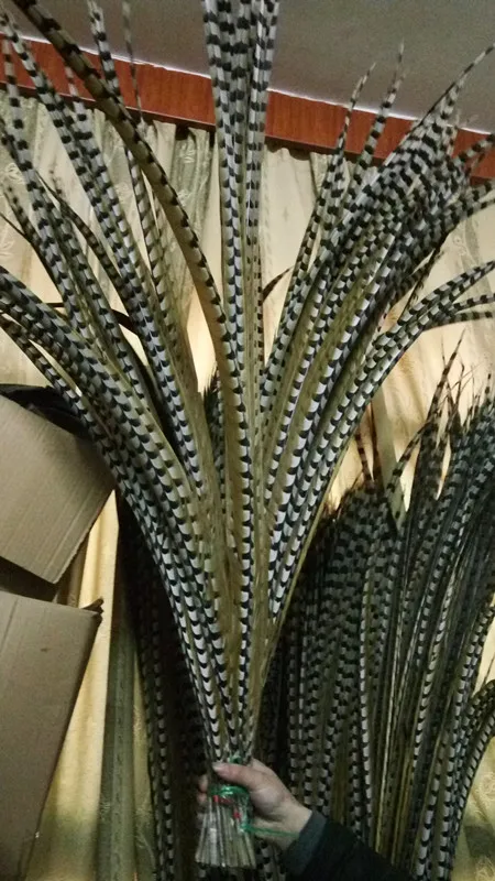 

Beatiful 100pcs rare natural Reeves's Pheasant feathers 36-40inch/90-100cm Decorative diy Clothing accessories stage performance