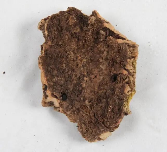 Натуральный кора скрыть укрытие для геккон ящерица змея рептилия лягушка