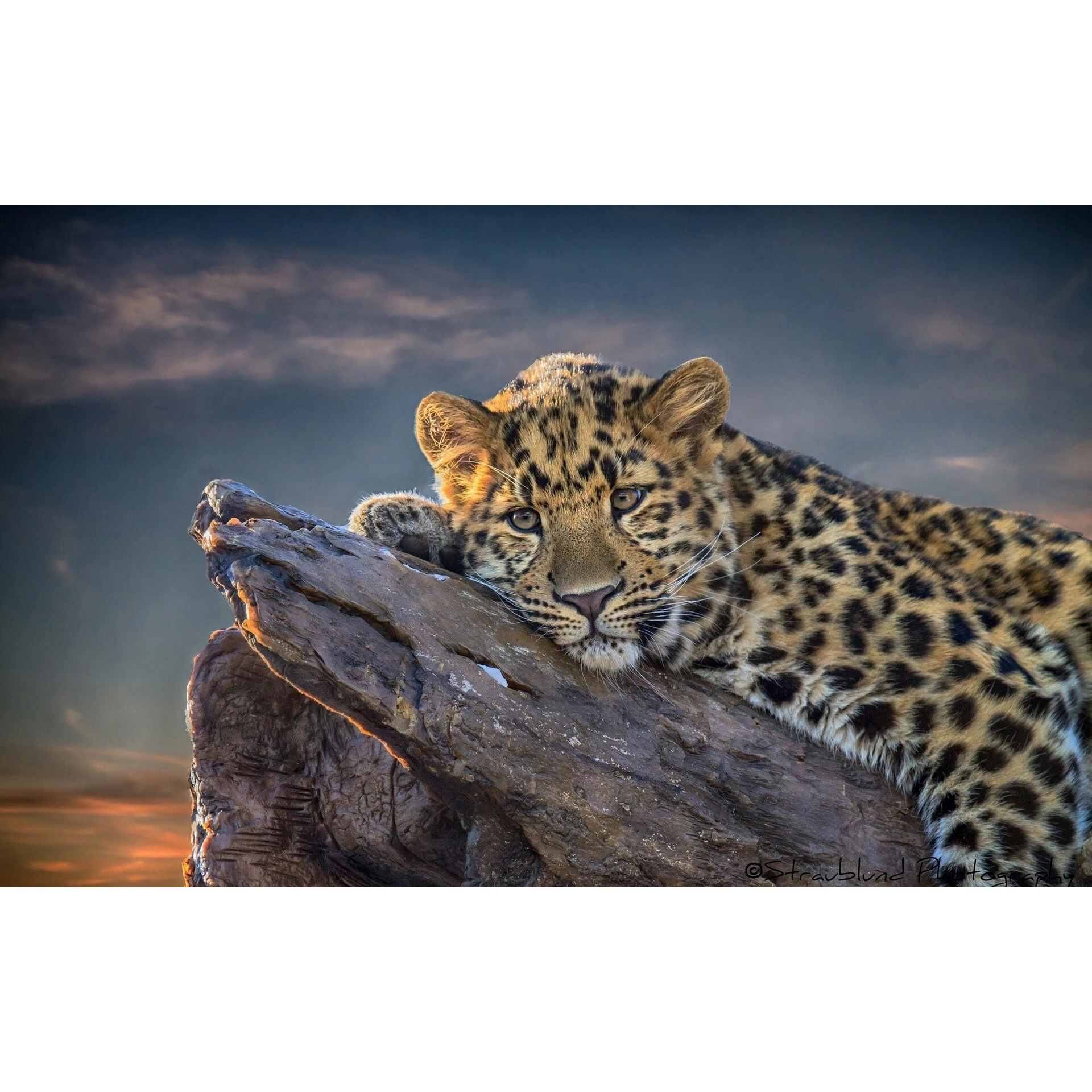5D алмазная вышивка сделай сам животное леопард дерево пень 3D полная мозаика