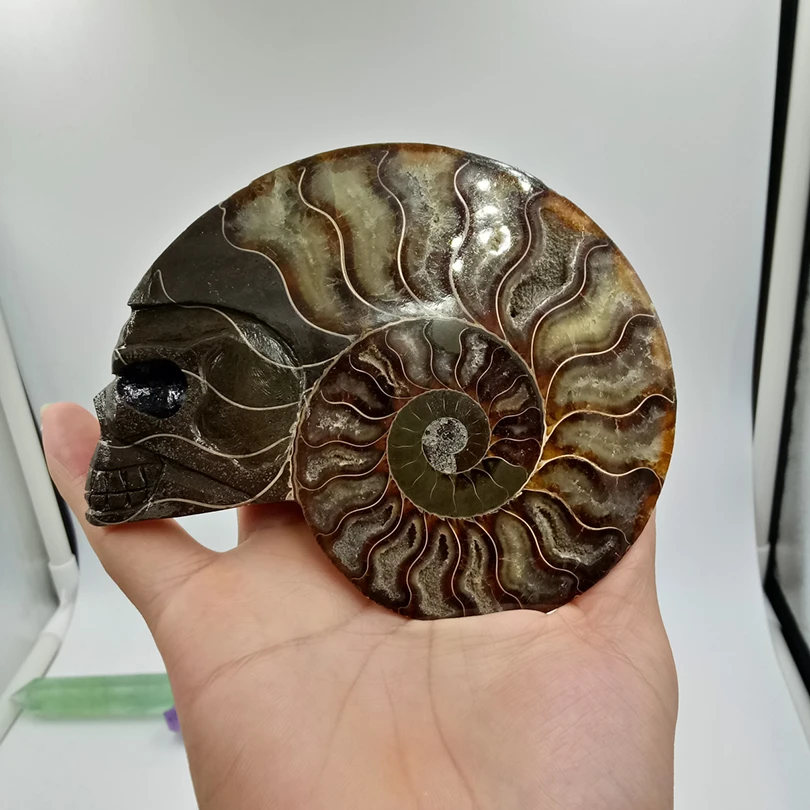 308 граммов высокого качества nautilus раковины резной череп исцеления минеральный