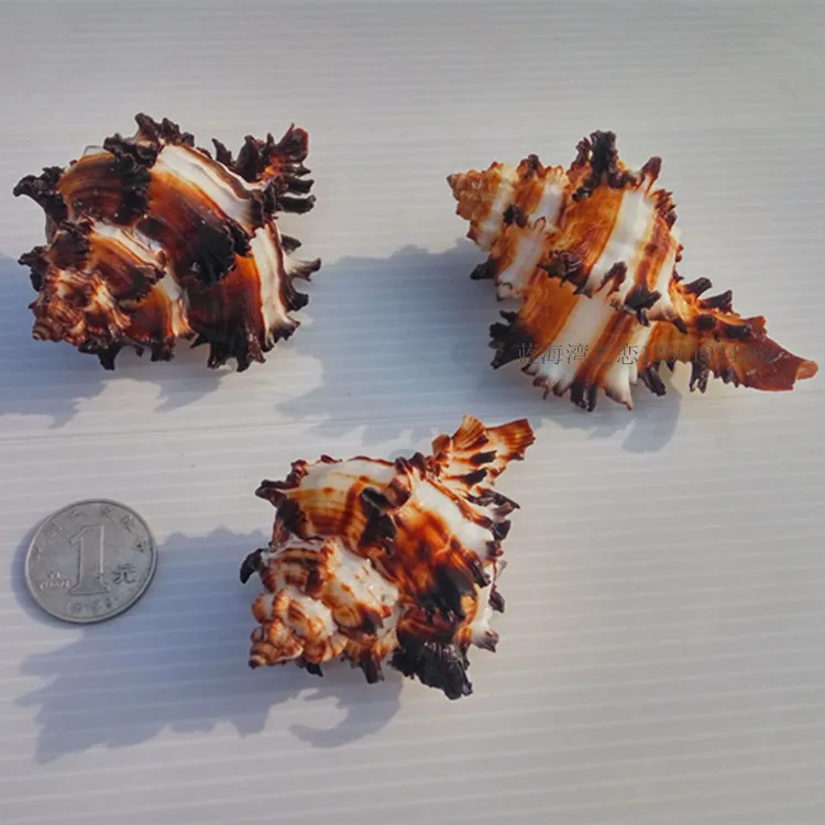 New Fashion Natural Conch Shell Conch Home Decoration Conch Hermit Crab Shell Micro-landscape Mediterranean Ornaments Specimens