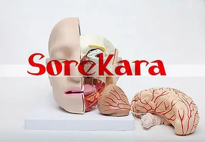 Людская анатомическая Emulational головы рассечение внутренностей Спецодежда