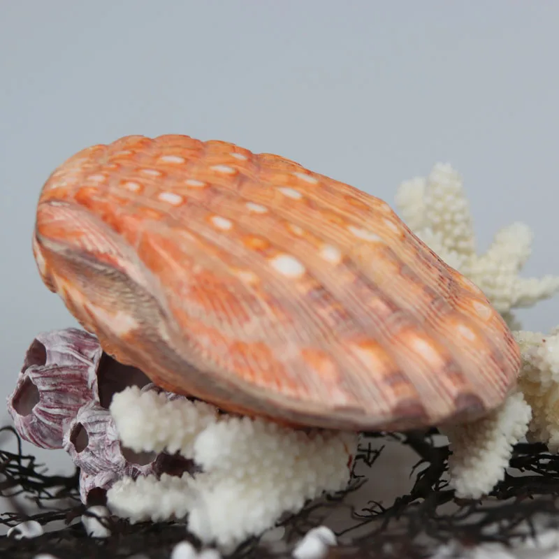 Бесплатная доставка (1 шт./лот) большой желтый гребешок натуральный корпус и