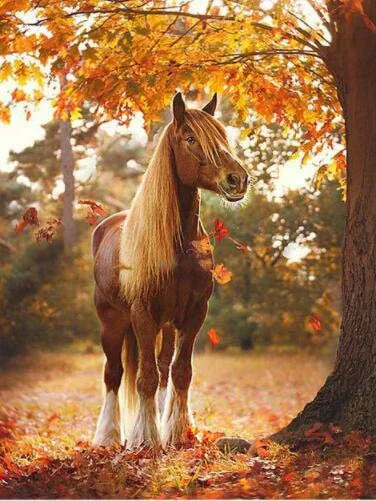 

Квадратная алмазная живопись TOUOILP Paarden 8