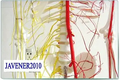 Анатомическая кожа рост 170 см|skeleton model|human anatomicalblood vessels model |