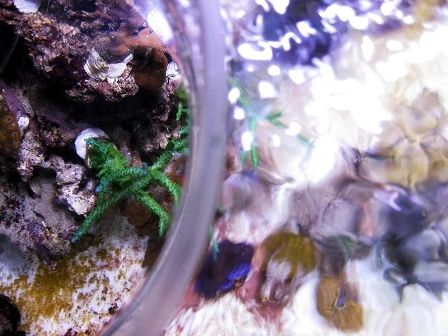 Морские источники аквариума и коралловые зрители посмотрите в верхней части