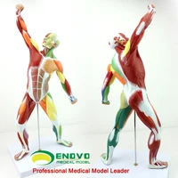 art human body whole body muscle model exercise muscle anatomy system fitness teaching 5024 517cm