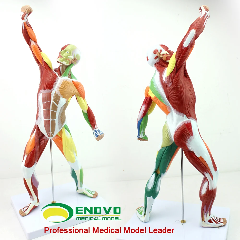 Тренировка мышц всего тела система тренировки 50*24 5*17 см | Канцтовары для офиса и