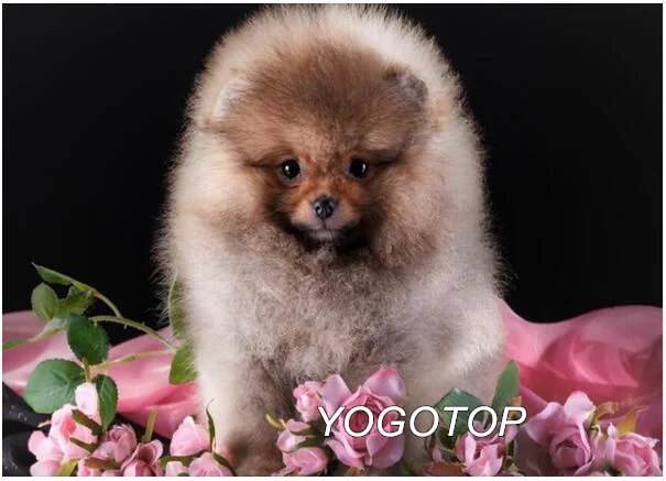 Черный YOGOTOP diy Алмазная вышивка собака шпиц животное алмазная живопись полный квадратный/круглый мозаика Стразы Рождественский подарок YY457 - Цвет: Черный