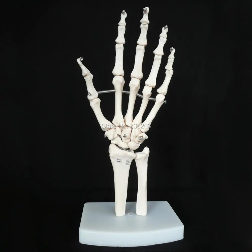 Ручная модель человеческого стандартного размера с сердцем черепа в травмах