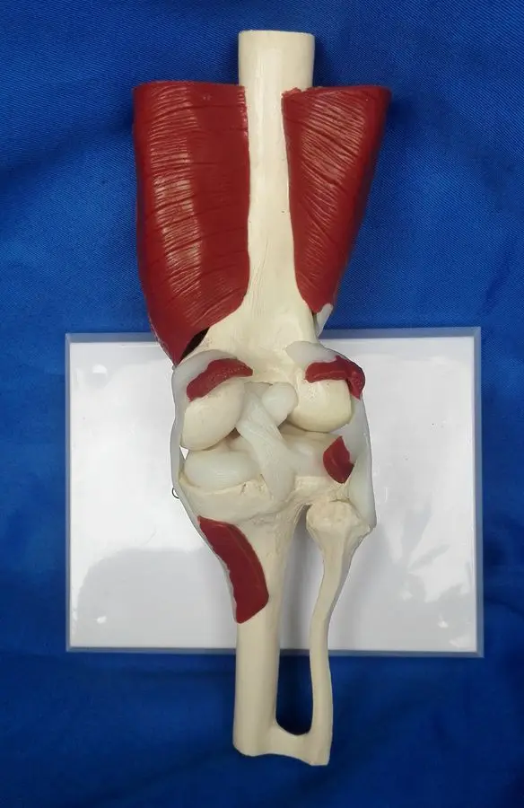 Анатомический скелет человека наколенник мышечная форма коленный