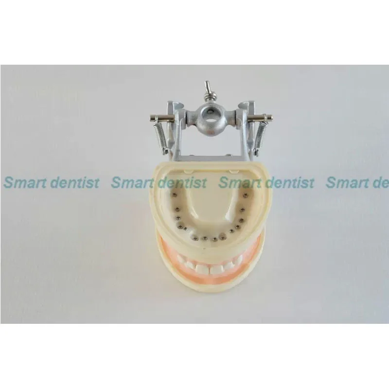 

Dental Soft Gum Practice Teeth Model for Students with Removable Teeth DEASINdentistry tool dentistry equipments