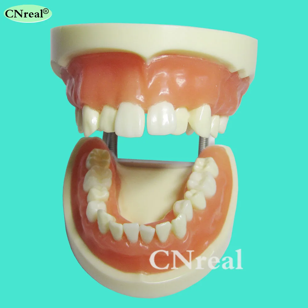 1 Piece Dental Teeth Extraction Training Model with Silicone Soft Gum