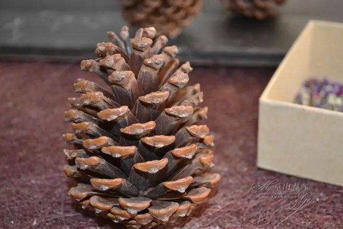 Натуральные сосновые конусы 8 см большие размеры декоративные фотообои цветы