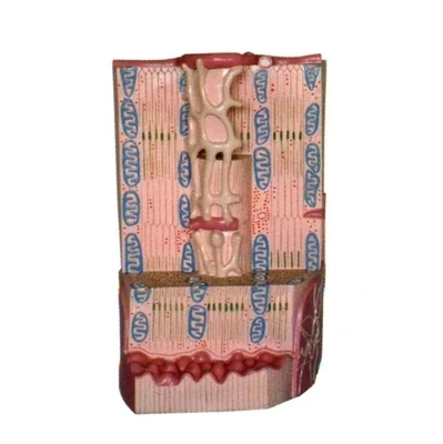 Human muscle tissue model Myocardial anatomy Myocardial ultrastructure model 27*22*37cm free shipping