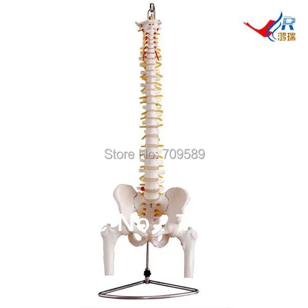 Шикарная позвонковая колонка с головами таза и бедра|vertebral column|vertebras modelpelvis model |