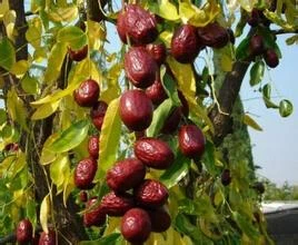 Саженцы в горшках саженцы фруктовых деревьев посаженные к северу и южу от Хотана