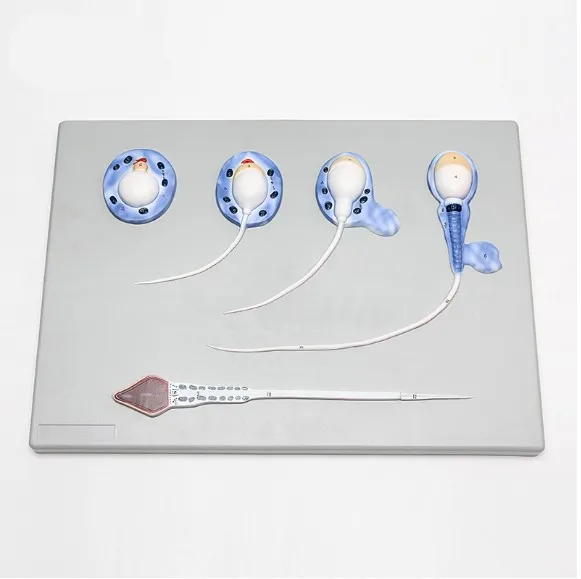 Человеческие презервативы Скелет анатомическая Анатомия 1000 раз увеличенный