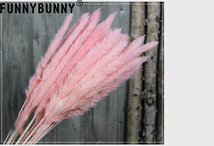 FUNNYBUNNY 15 шт. Натуральные Сушеные маленькие Пампы трава, Phragmites коммуниса, свадебный цветок букет, 75 см в высоту для домашнего декора