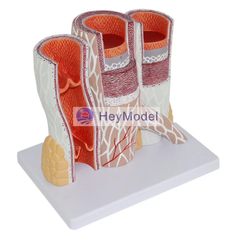 Модель увеличения артерий и венозной анатомии HeyModel человеческие сосудистые