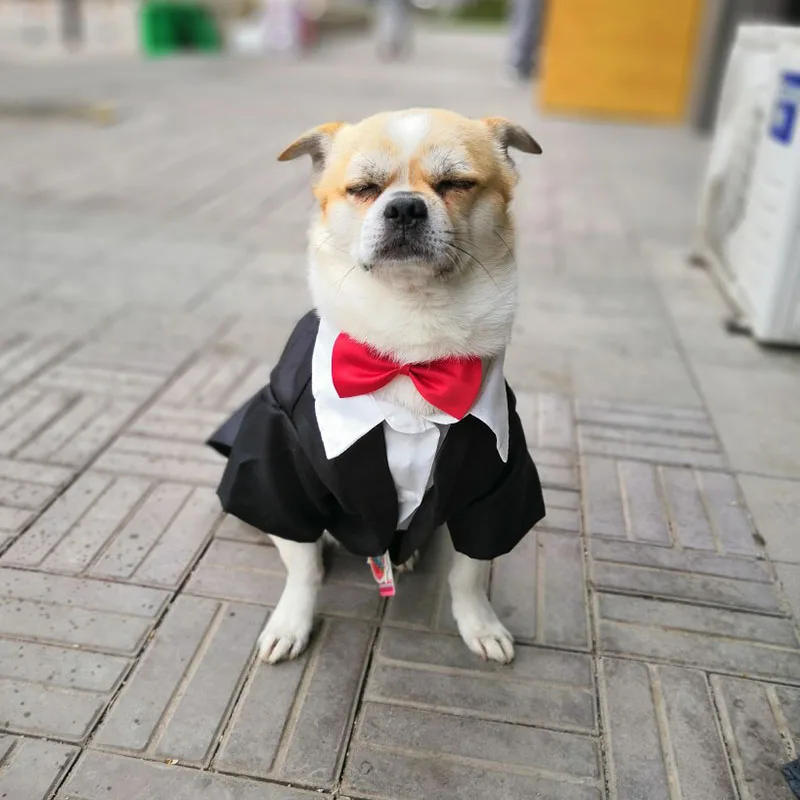 Черная одежда для собак щенков мужской собачий костюм смокинг свадебный