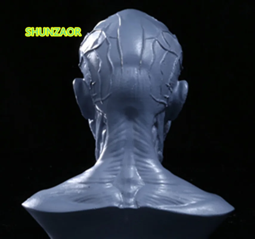 SHUNZAOR мышечный череп черепа медицинская имитация манекен бюст череп